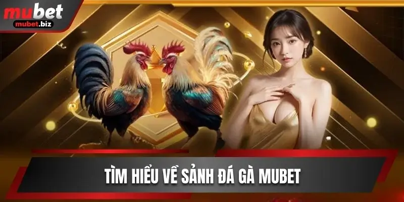 Tìm hiểu về sảnh đá gà Mubet