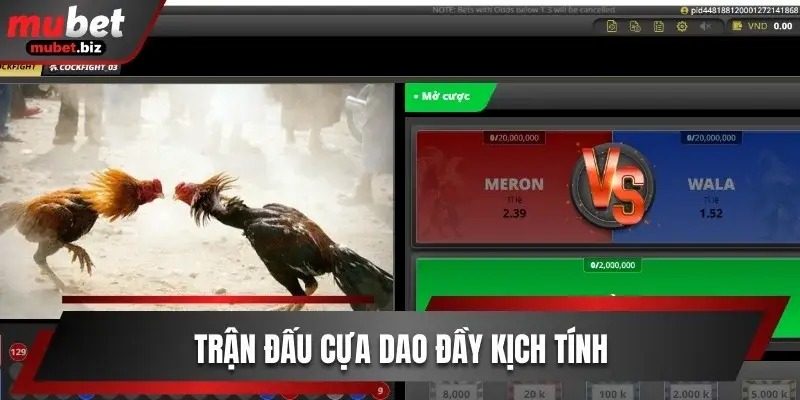 Trận đấu cựa dao đầy kịch tính